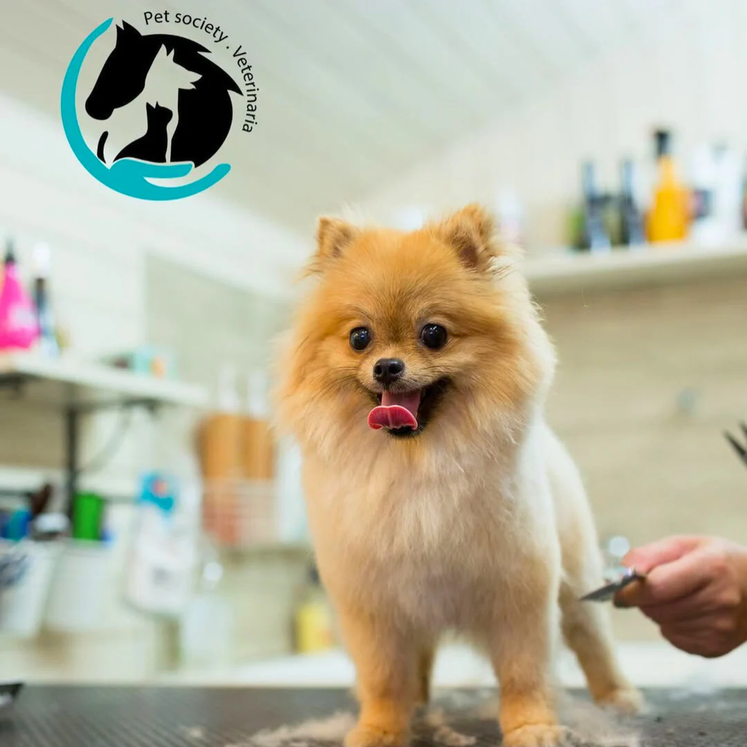 2x1 en Baño para Perros desde $16.50 en Pet Society - Image 3